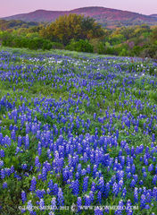 2012033103, Texas bluebonnets and hills