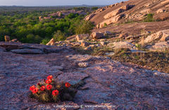 2013040106, Claret cup cactus on Little Rock