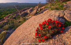 2013040108, Claret cup cactus in bloom