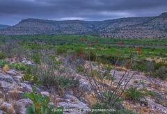 2013041305, Blooming ocotillo above desert valley