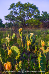 2013051901, Prickly pear cactus blooms