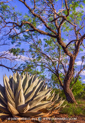 2013052609, Agave and mesquite