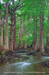 2013061506, Cypress trees on Cibolo Creek