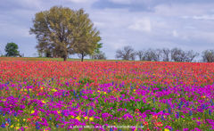 2014040102, Wildflowers and live oak 