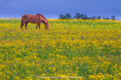 2014040103, Horse grazing in field of groundsel