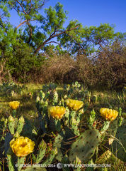 2014051001, Prickly pear in bloom