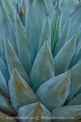 2014092801, Agave