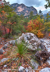 2014110524, Sotol and maples under the cliffs in McKittrick Canyon