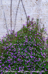 2015030710, Flowers on limestone