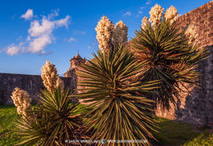 2015032205, Spanish dagger in bloom