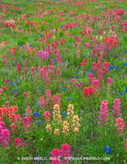 2015041108, Prairie paintbrushes