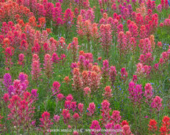 2015041111, Prairie paintbrushes