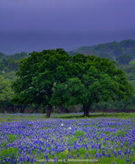 2015041201, Bluebonnets and live oaks