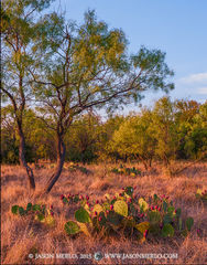 2015092701, Prickly pear and mesquite at sunset