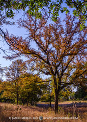 2015101102, Cedar elms in fall color