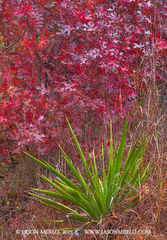 2015112801, Texas yucca and red oaks