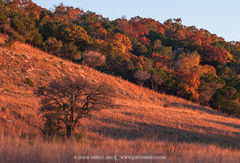 2015120404, Leafless tree and fall color on hillside