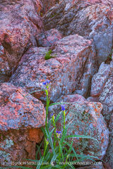 2016031303, Spiderwort growing among gneiss boulders