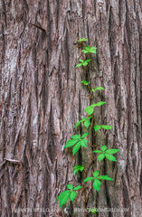 2016051802, Virginia creeper on a cypress trunk