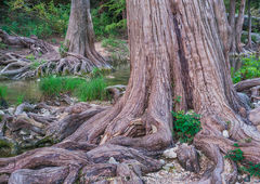 2016100103, Cypress roots and trunks