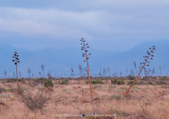 2016110801, Agave in a field beneath the Guadalupe Mountains