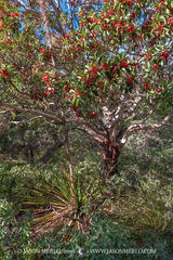 2016110902, Madrone and sotol