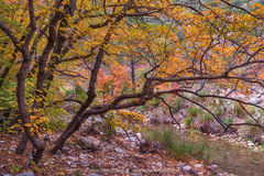 2016110908, Bigtooth maples on McKittrick Creek