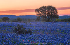 2017033001, Field of Texas bluebonnets at dawn