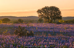 2017033002, Field of Texas bluebonnets at sunrise