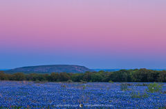 2017033004, Earth shadow over field of Texas bluebonnets