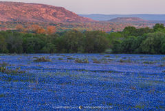 2017040502, Sunset on hills above field of Texas bluebonnets