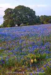 2017041501, Cactus, live oak, and Texas bluebonnets