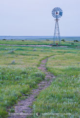 2017050822, Cattle trail and windmill