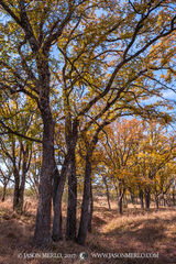 2017110505, Cedar elms in fall color