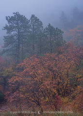 2017110804, Maples and pines in fog