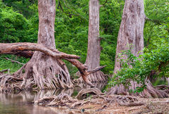 2018051901, Cypress trees on Onion Creek