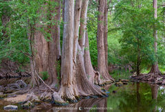 2018060901, Cypress trees on Cibolo Creek