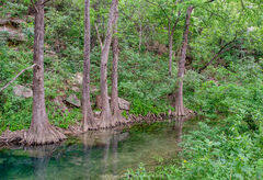 2018061801, Cypress trees on the creek