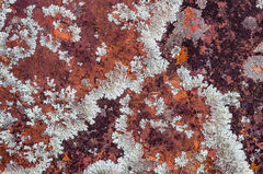 2019010602, Lichen on sandstone