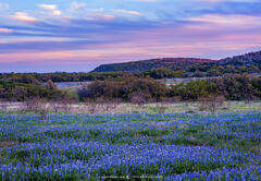 2019040103, Bluebonnets at dusk