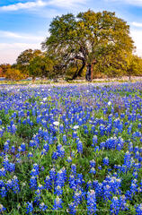 2019040402, Bluebonnets and live oaks