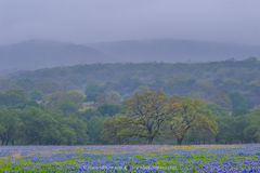 2019040601, Oaks and Texas bluebonnets in rain and fog