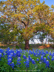 2019040801, Bluebonnets and post oak