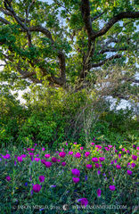 2019042801, Winecups under post oak