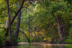 2019062902, First light on the creek