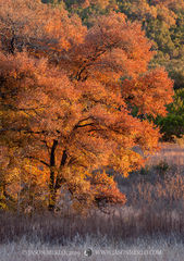 2019111801, Cedar elm in fall color at sunset