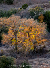 2019112501, Cedar elm in fall color