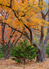 2020111204 - Cedar and maples