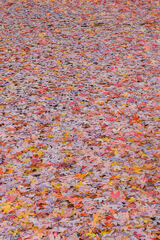 2020111303, Bigtooth maple leaves