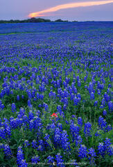 2023032703, Texas bluebonnets at sunset